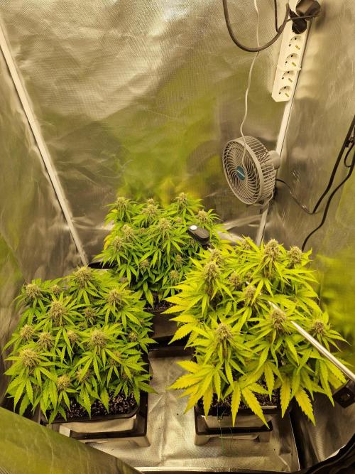 Gift Seeds. Week 9