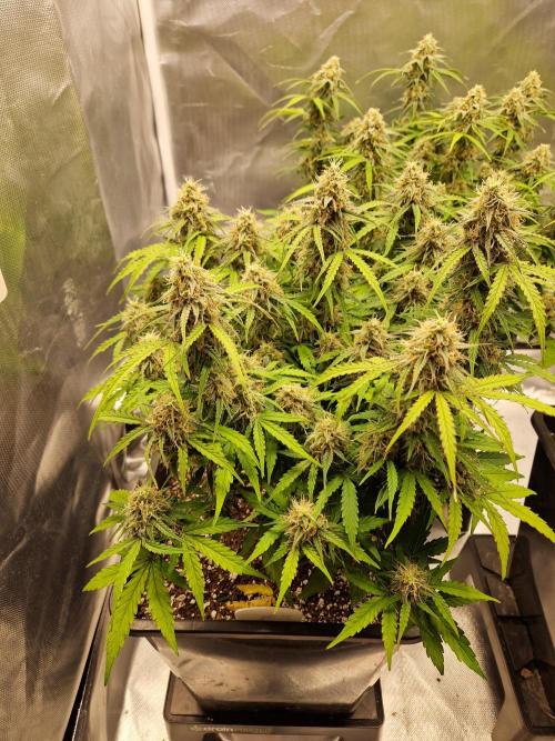 Gift Seeds. Week 9