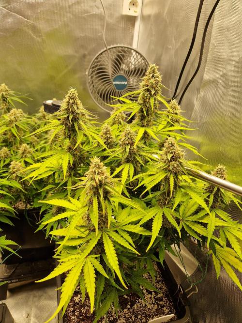 Gift Seeds. Week 9