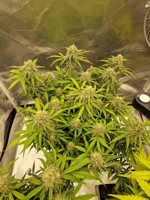 Gift Seeds. Week 9