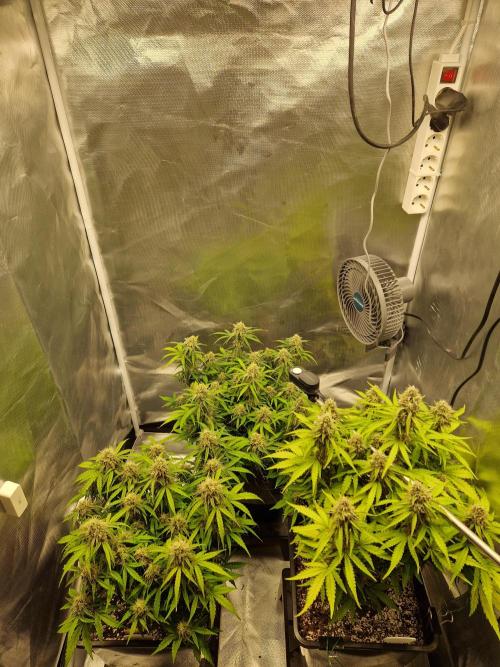 Gift Seeds. Week 9
