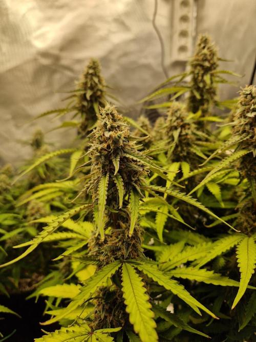 Gift Seeds. Week 9