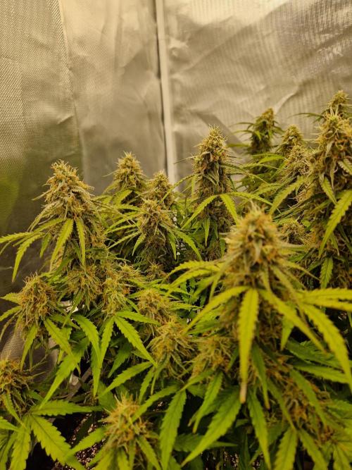 Gift Seeds. Week 9
