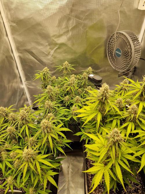 Gift Seeds. Week 9