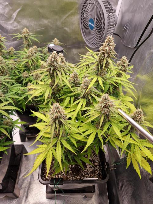 Gift Seeds. Week 9