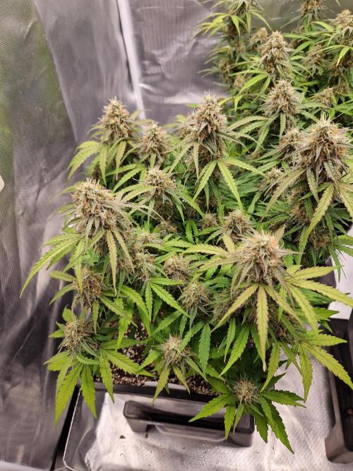 Gift Seeds. Week 9