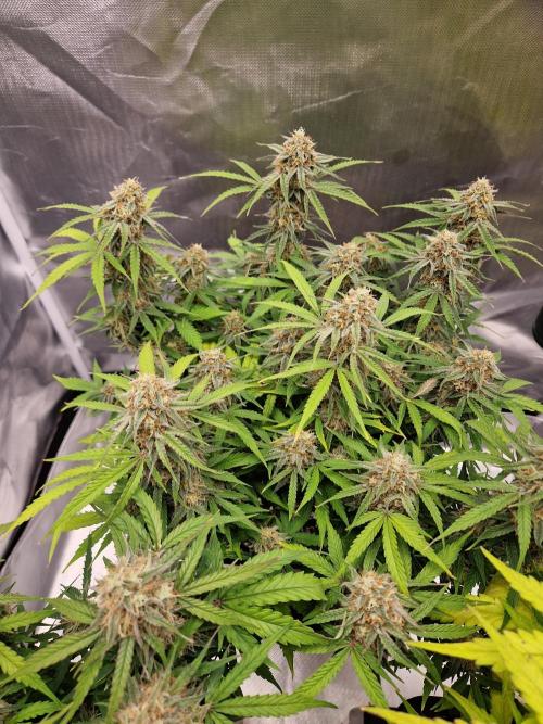 Gift Seeds. Week 9