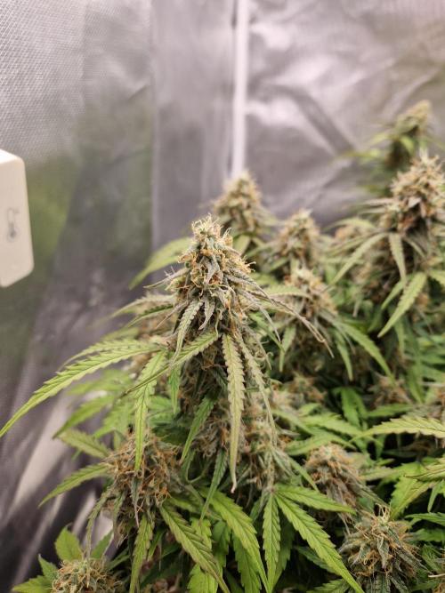 Gift Seeds. Week 9