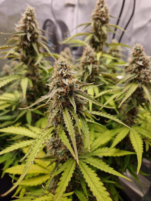 Gift Seeds. Week 9