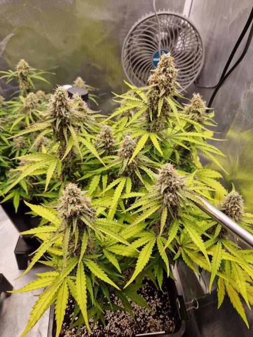 Gift Seeds. Week 9