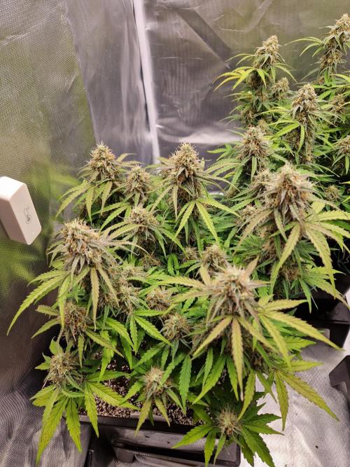 Gift Seeds. Week 9