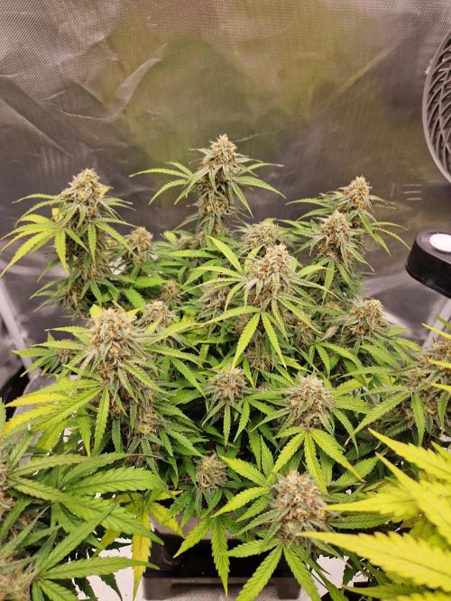 Gift Seeds. Week 9
