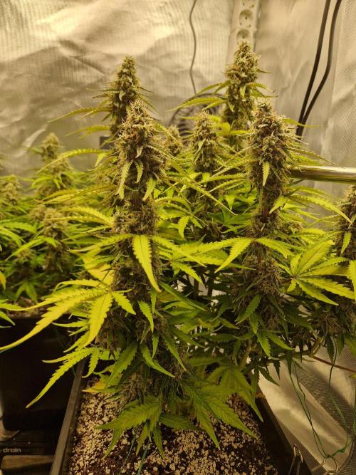 Gift Seeds. Week 9