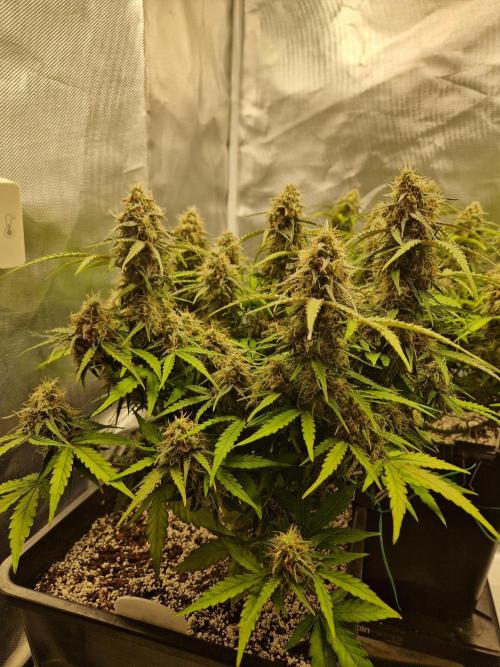 Gift Seeds. Week 9