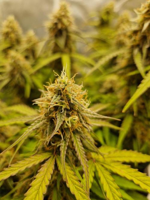 Gift Seeds. Week 9