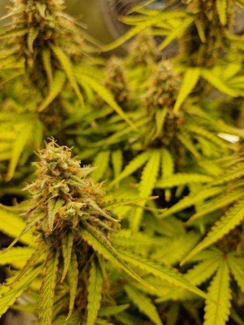 Gift Seeds. Week 9