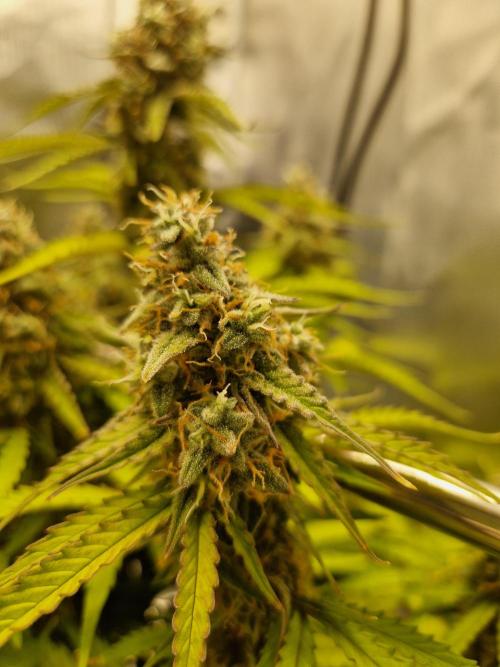 Gift Seeds. Week 9