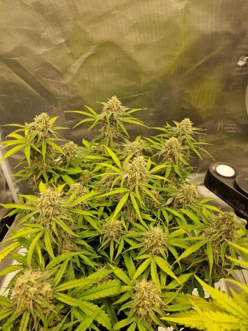 Gift Seeds. Week 9