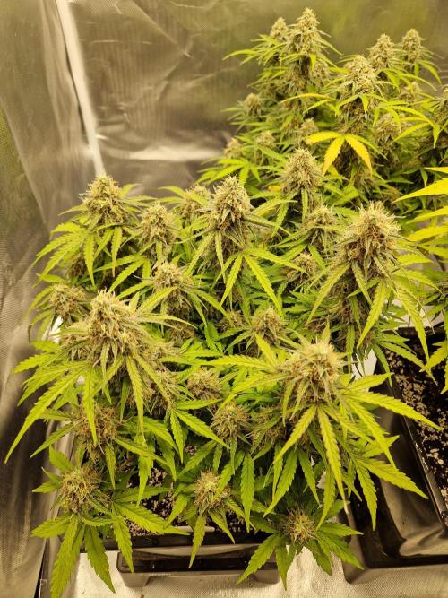 Gift Seeds. Week 9