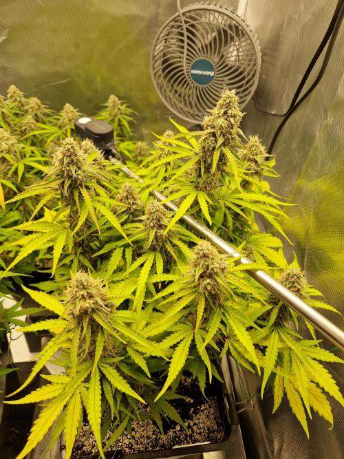 Gift Seeds. Week 9