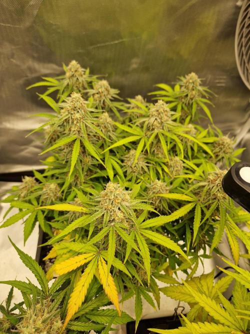 Gift Seeds. Week 9