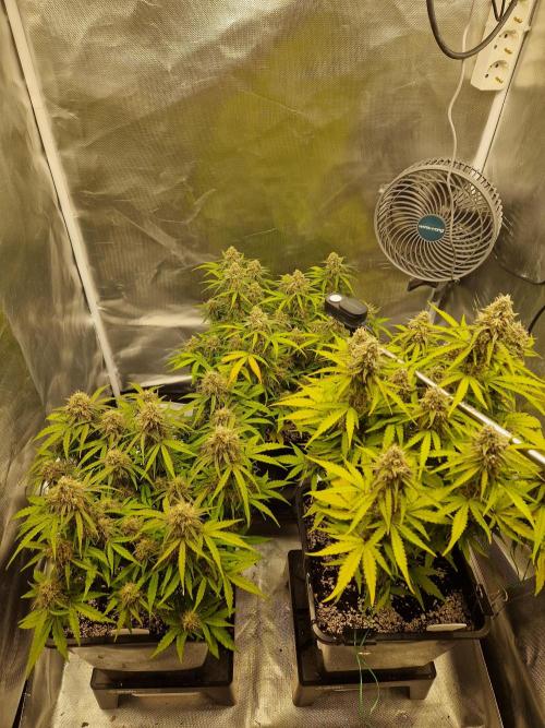 Gift Seeds. Week 9