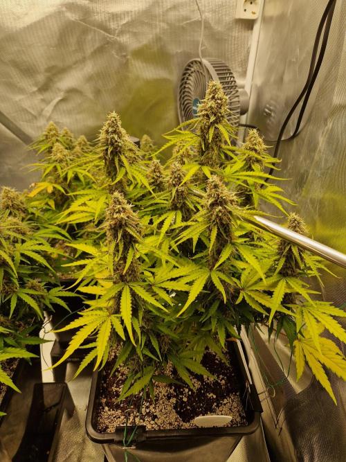 Gift Seeds. Week 10