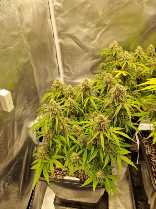 Gift Seeds. Week 10