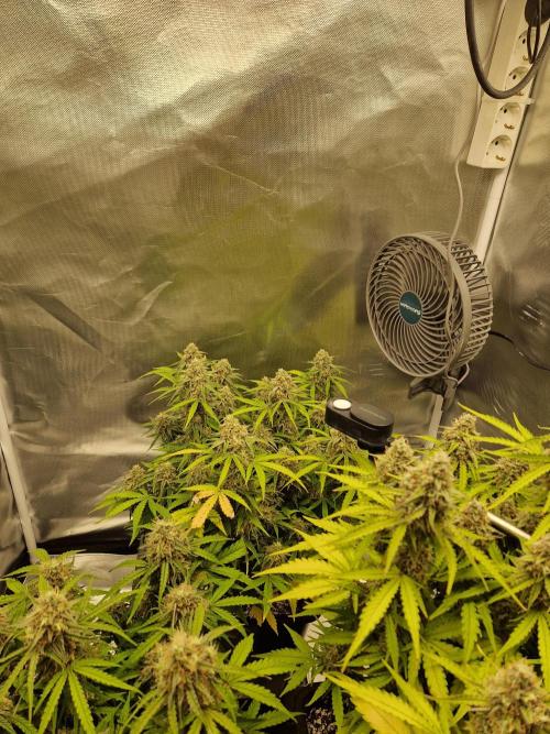 Gift Seeds. Week 10