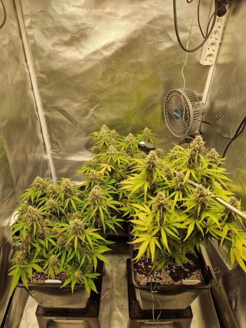Gift Seeds. Week 10
