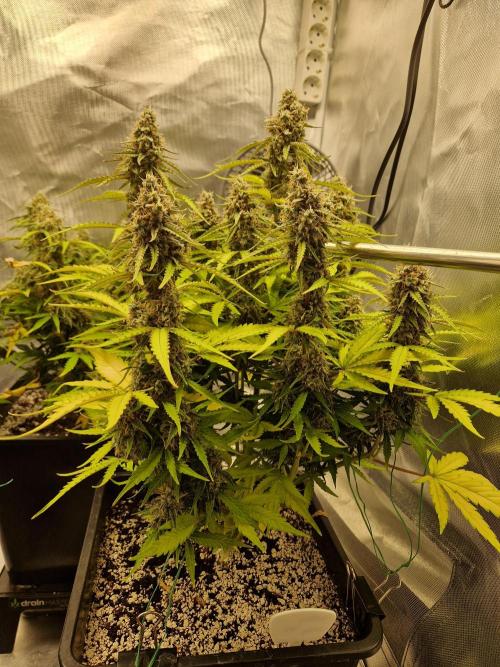 Gift Seeds. Week 10