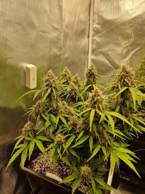 Gift Seeds. Week 10