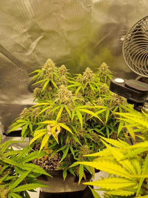 Gift Seeds. Week 10