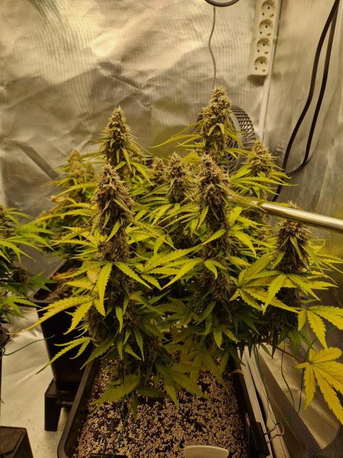 Gift Seeds. Week 10