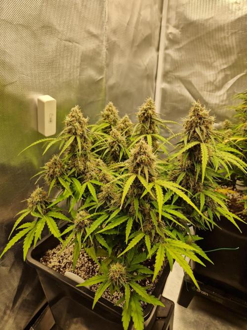 Gift Seeds. Week 10