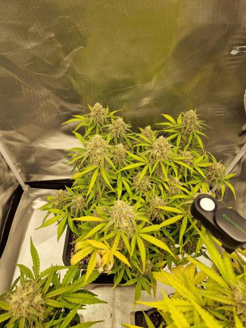 Gift Seeds. Week 10