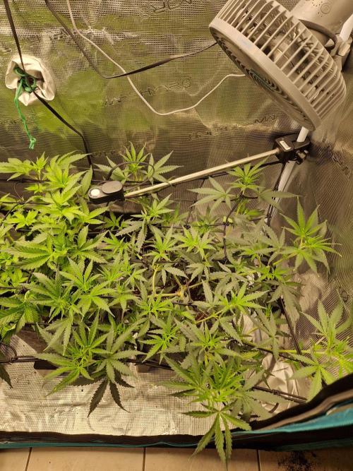 Zamnesia Grow Runtz. Week 6