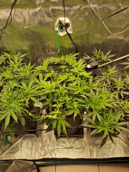 Zamnesia Grow Runtz. Week 6