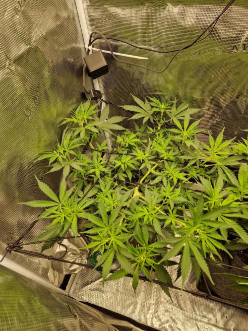 Zamnesia Grow Runtz. Week 6