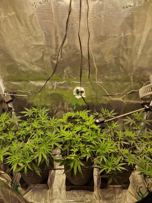 Zamnesia Grow Runtz. Week 6