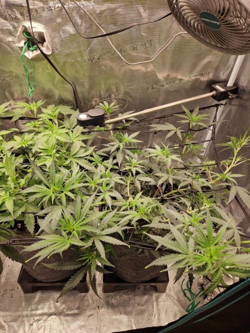 Zamnesia Grow Runtz. Week 6