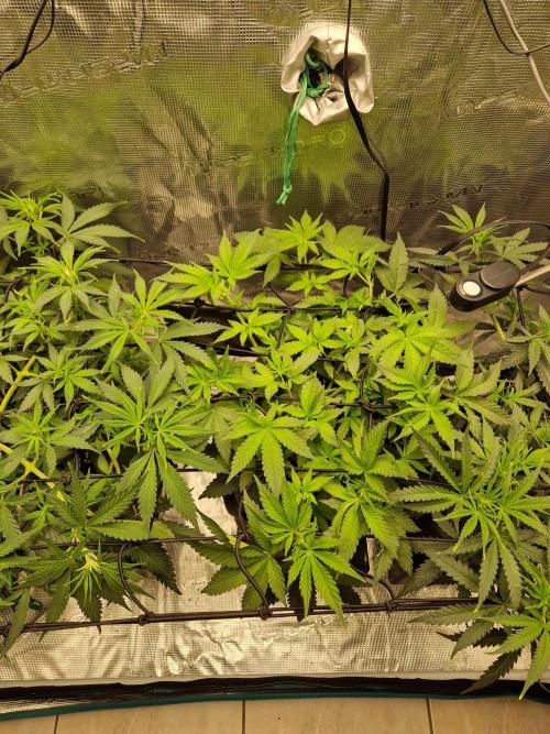 Zamnesia Grow Runtz. Week 6