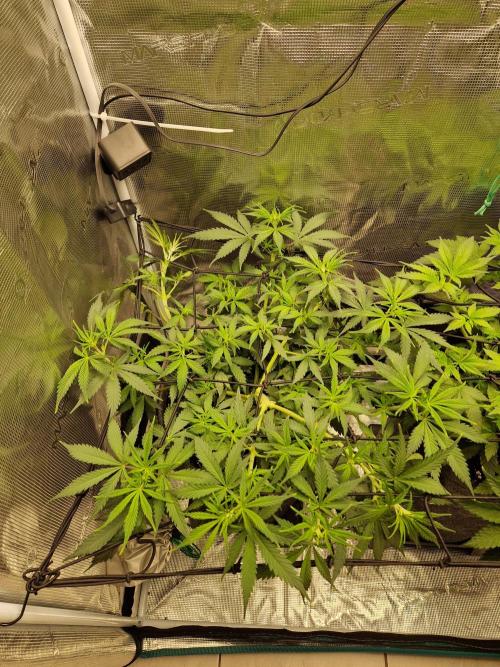 Zamnesia Grow Runtz. Week 6