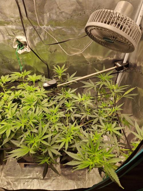 Zamnesia Grow Runtz. Week 6