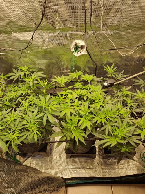 Zamnesia Grow Runtz. Week 6
