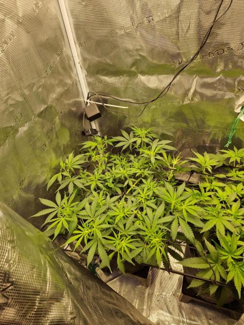 Zamnesia Grow Runtz. Week 6