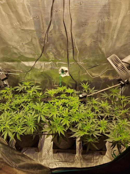 Zamnesia Grow Runtz. Week 6