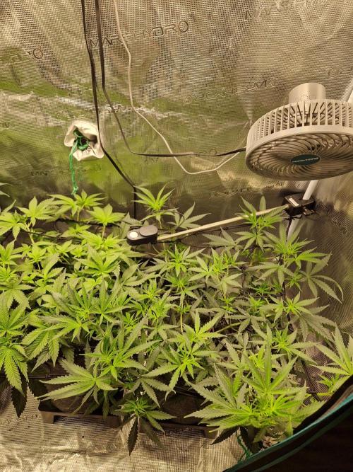 Zamnesia Grow Runtz. Week 6