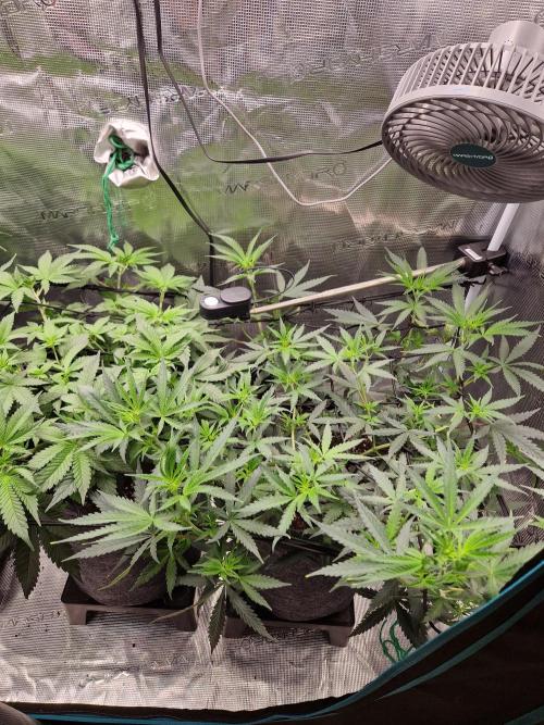 Zamnesia Grow Runtz. Week 6