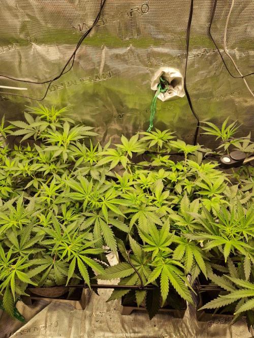 Zamnesia Grow Runtz. Week 6